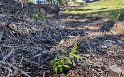 Dollis Street Infill Planting